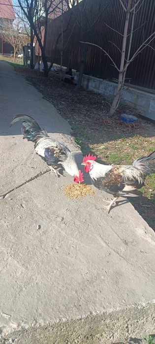 Карликовых курей