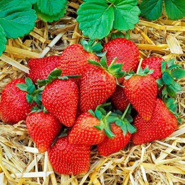 Продавам разсад коренчета нов целогодишен сорт Флорида