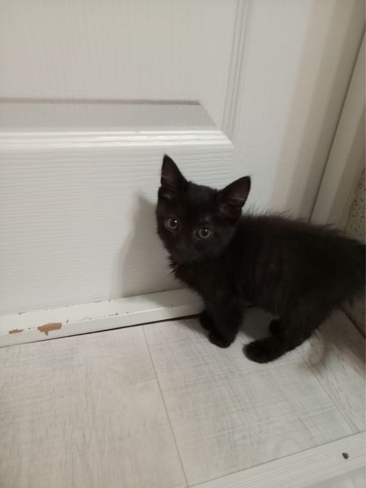 Отдам кошку бесплатно