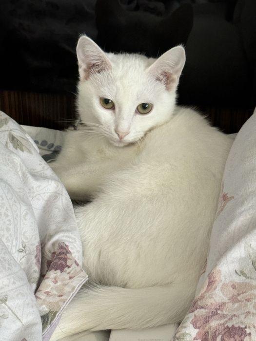 Потеряли кота по имени Юки