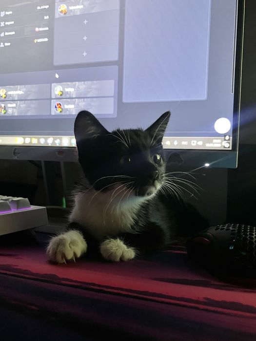 Котенок в добрые руки