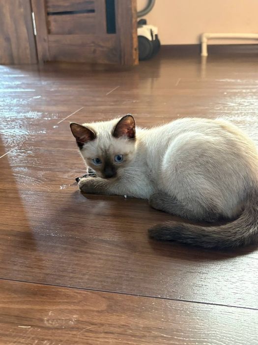 Сиямский котенок  продаю