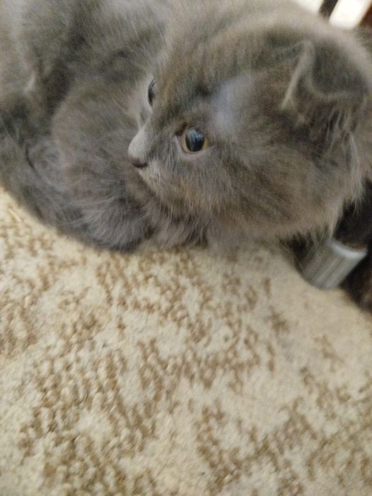 Кошка Котёнок котята