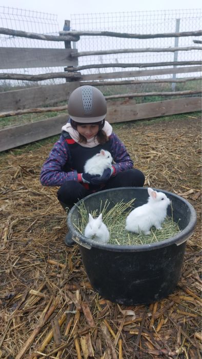 Iepurasi pitici cap de leu