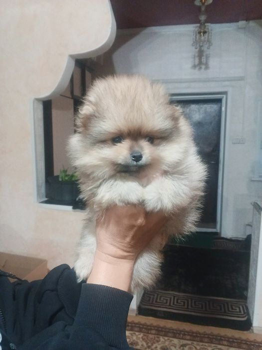 Мальчик и девочка породы шпиц