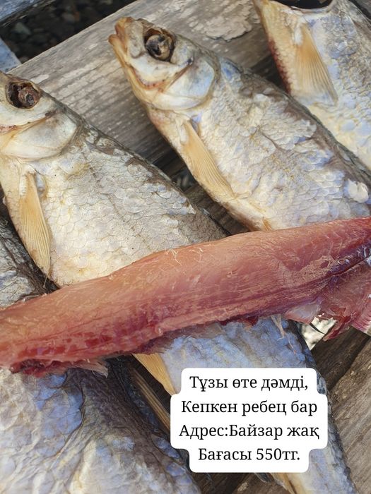 Кепкен ребец балықтар