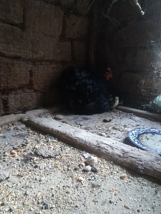 Bir par.    6.  jojalari bn 700min som