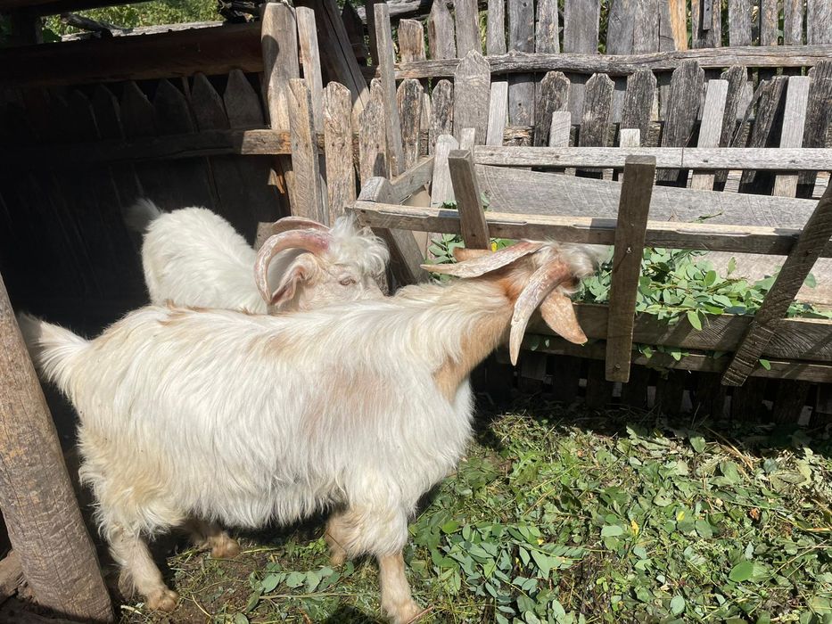 Vând doi iezi in viu