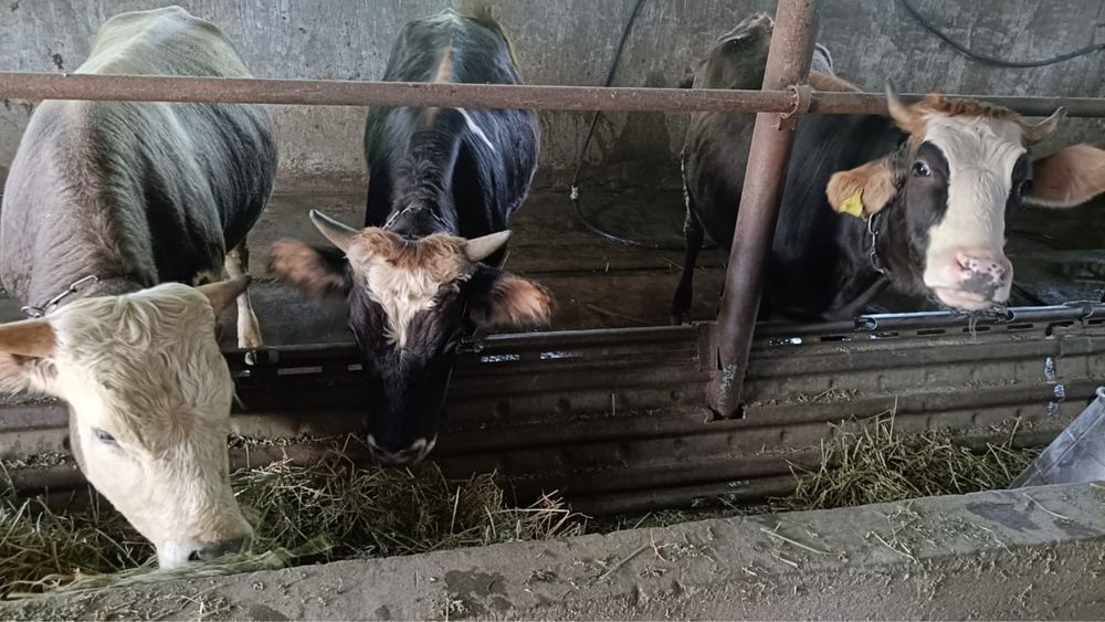 Продаются бычки и телка