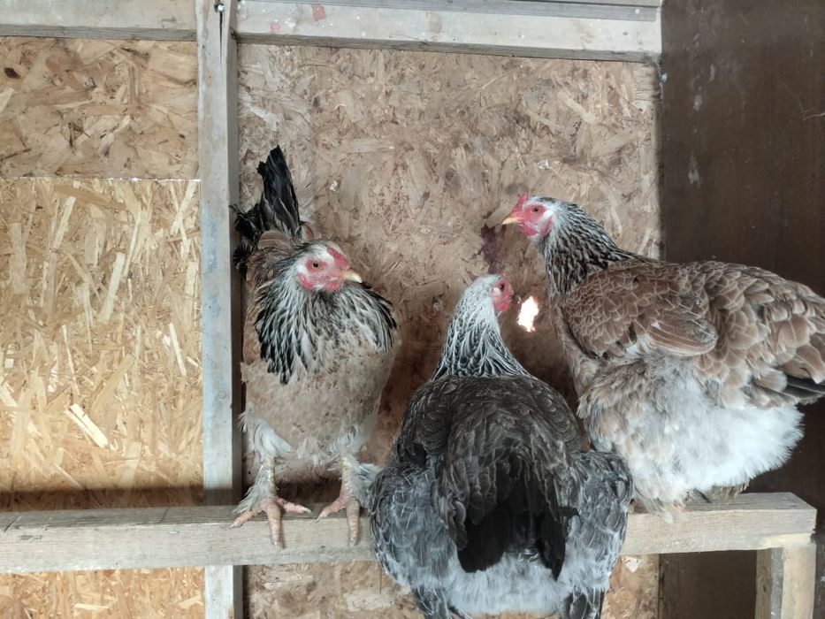 куры и петух брама