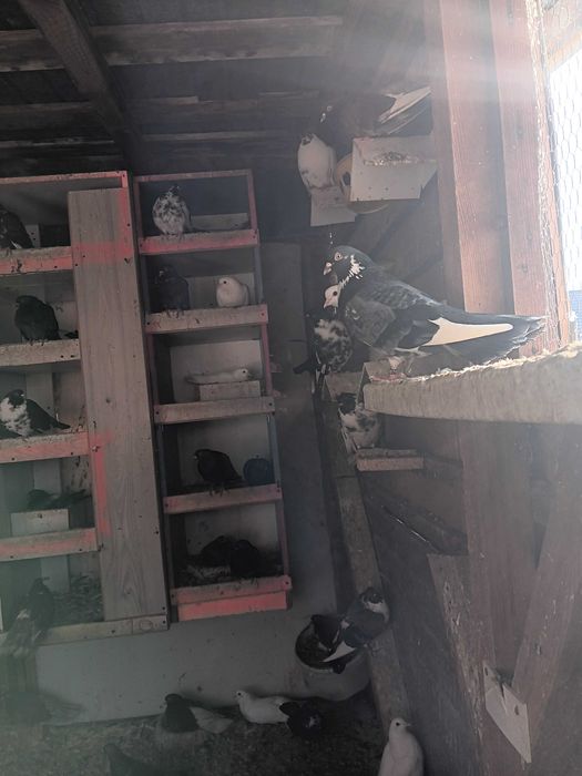 Vand porumbei ciungi de ploiesti.