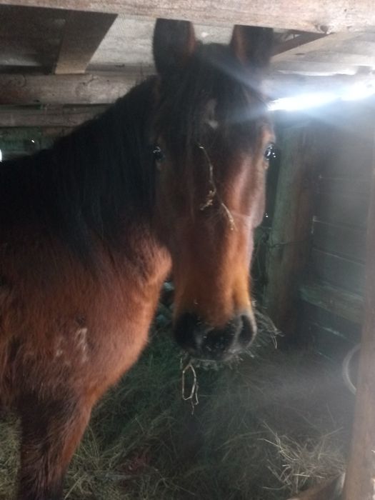 Кобыла 4года полутях