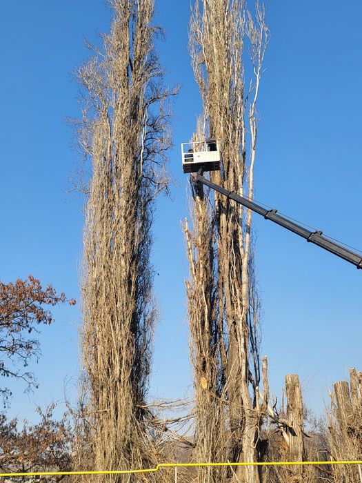 Спил деревьев  агаш кесемиз