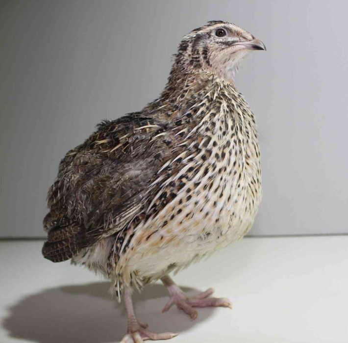 Bedanalar,  Yapon manjur va Beli gegand joʻjalari sotiladi