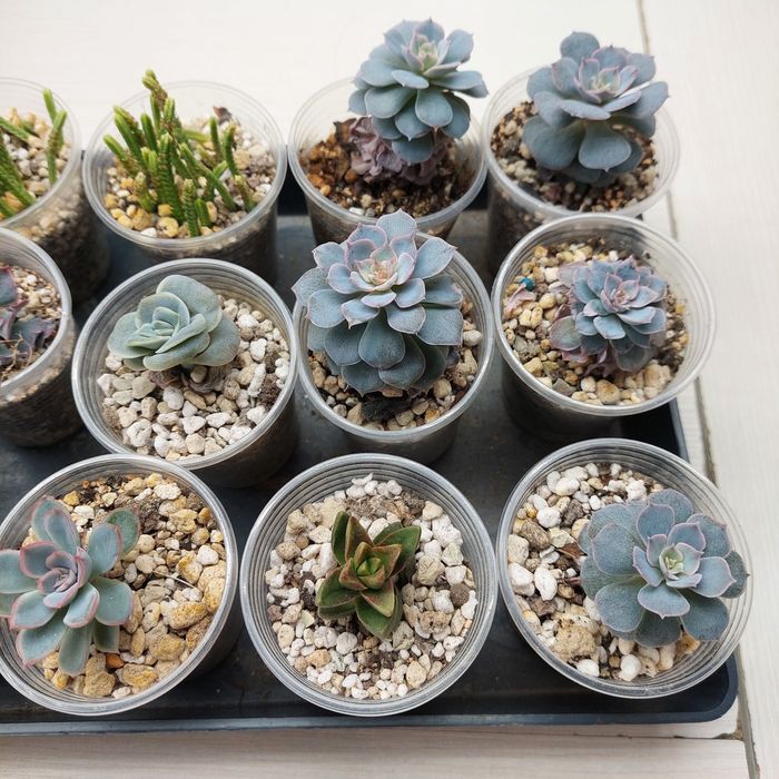 Цветы суккуленты