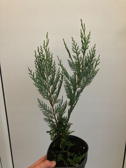 Лейланди кипарис