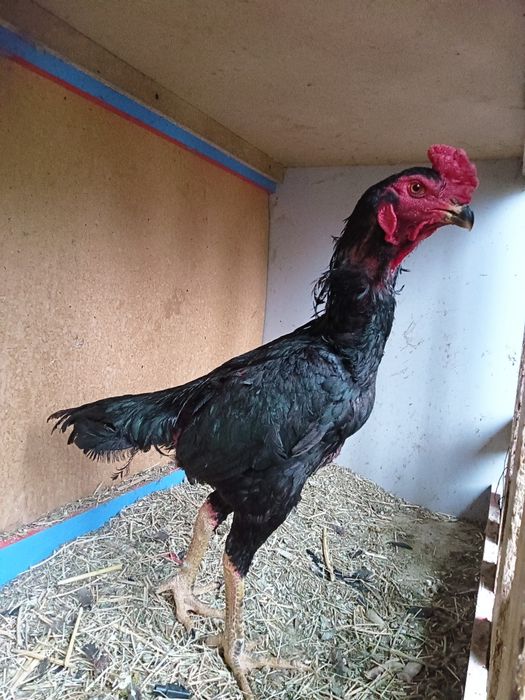 Дакан кораз кораз