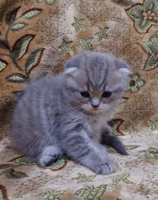 Шотландские котята открыта бронь