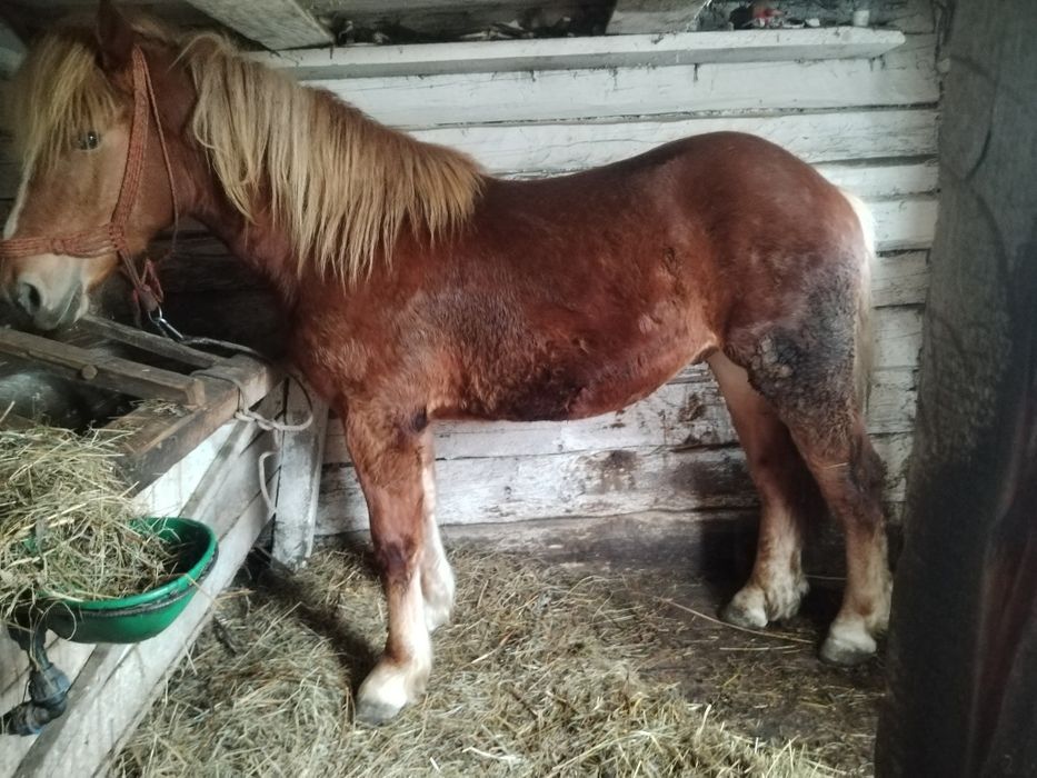 Mânz de vânzare foarte cuminte