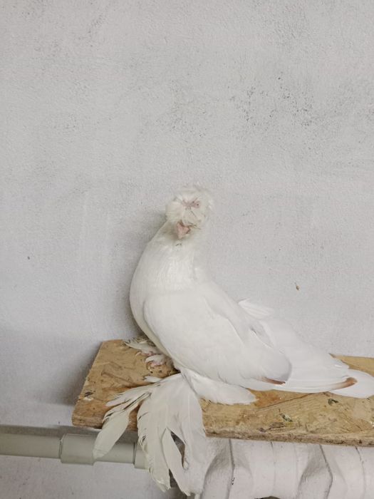 Продам   голубей