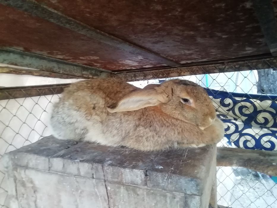 Продаются Кролики