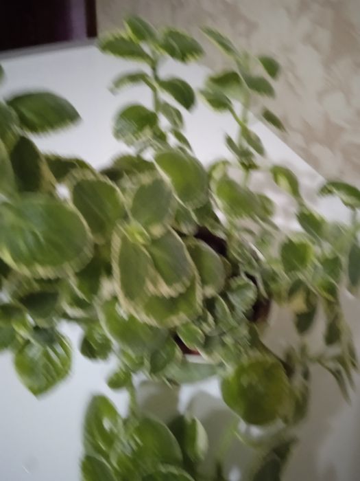 Продам ароматную мяту