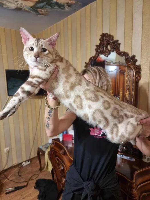 Бенгалски котета