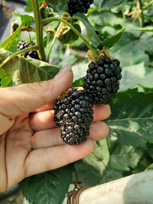 Ежевика  разных сортов