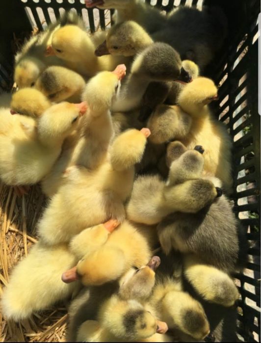 Rățuste polare, pui, boboci de gâscă!