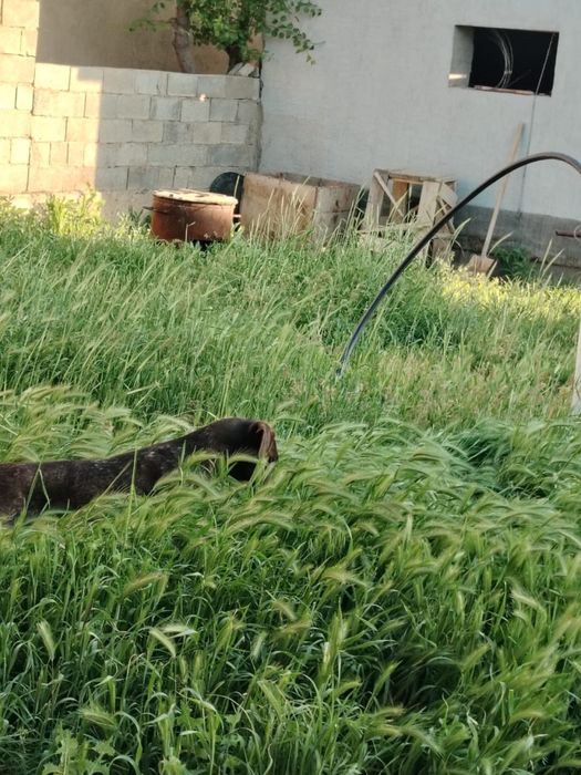 Охотничый щенок Кусхар 8 мес