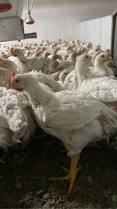 Куры Бройлеры росс