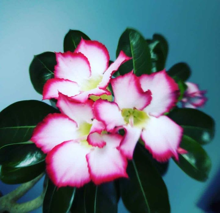 Продам срезы Адениума