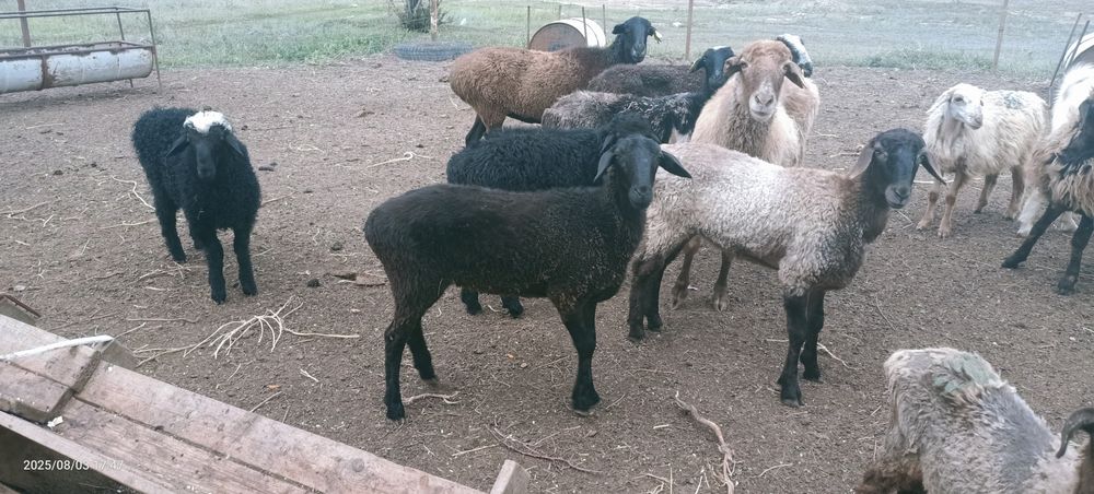 Кои овцы кои овцы