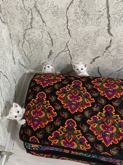 Котята, 1 месяц