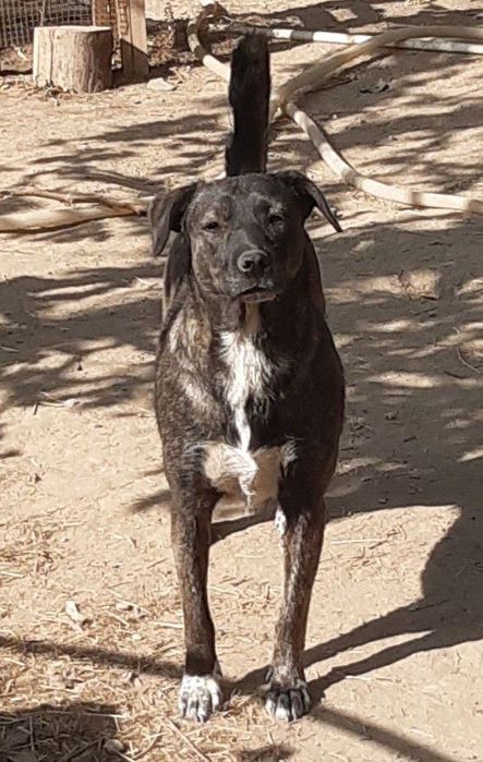 Собаки девочки в добрые руки.