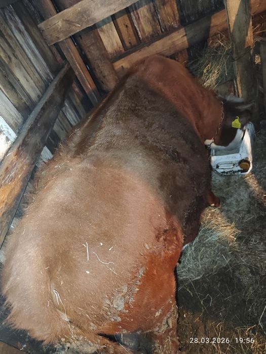 Продам  телку!!!