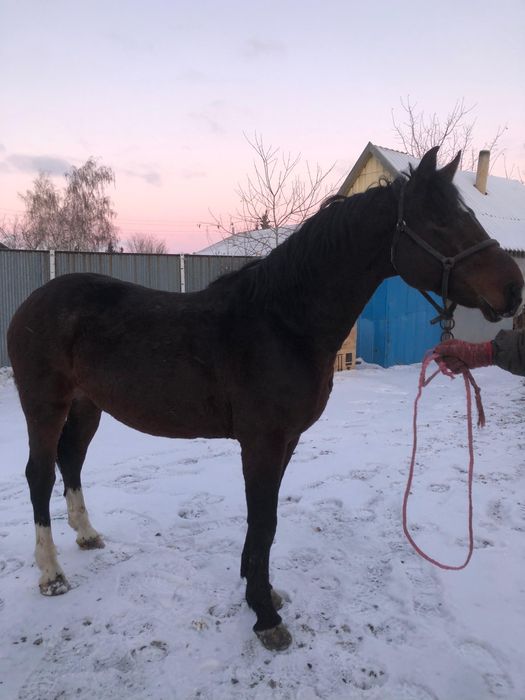 Продам айгыр( жеребец)