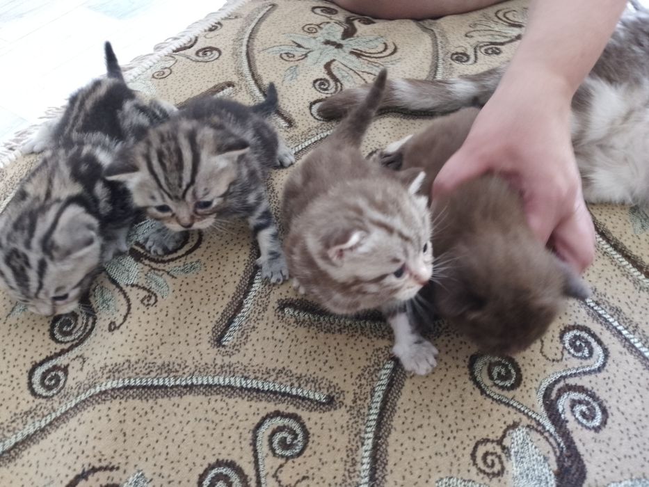 Котята - британцы