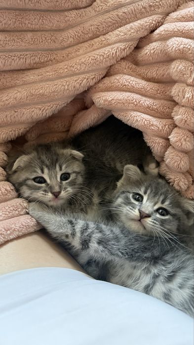 Продам котят вислоехие