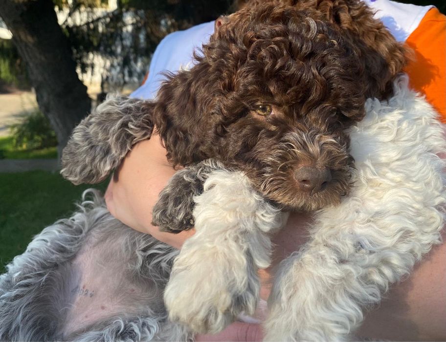 Щенки Лаготто Романьоло