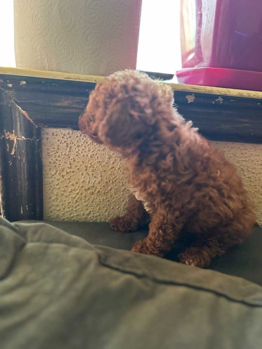 Той пудел - мини