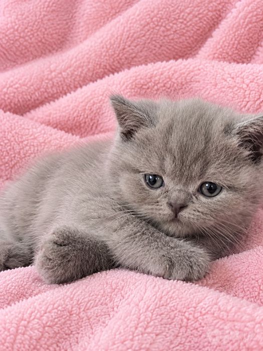 Продаются чистокровные котята
