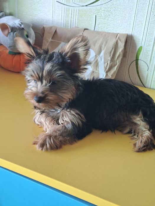 Йоркширски териер