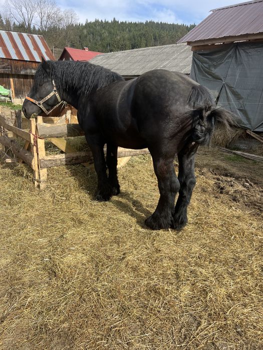 Armasar 2/3 ani disponibil pentru monta ! Posibil si de vanzare !