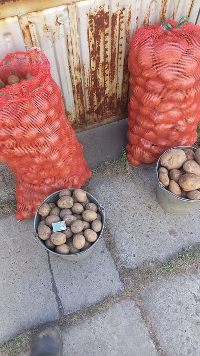 Картофель едовой, семенной, кормовой