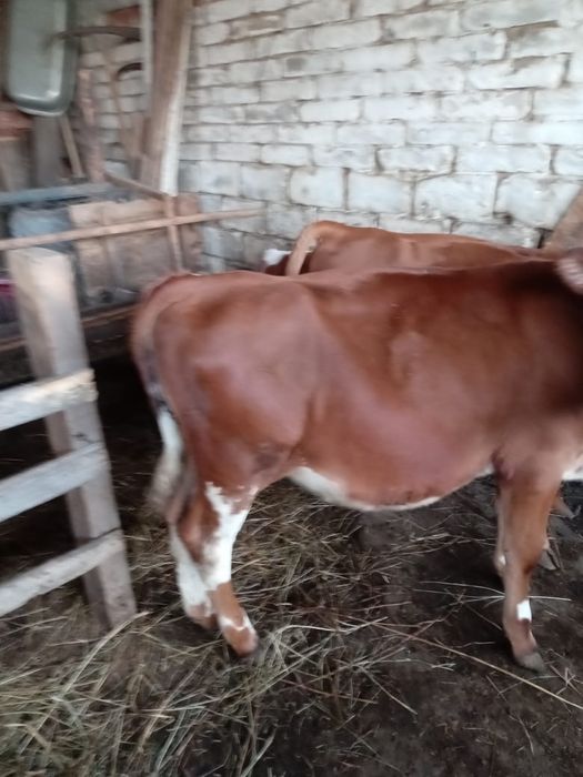 Продам телят один мальчик две девочки. .