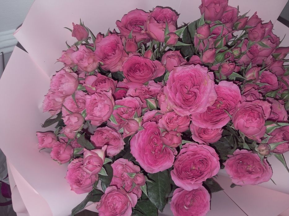 Продам срочно цветы