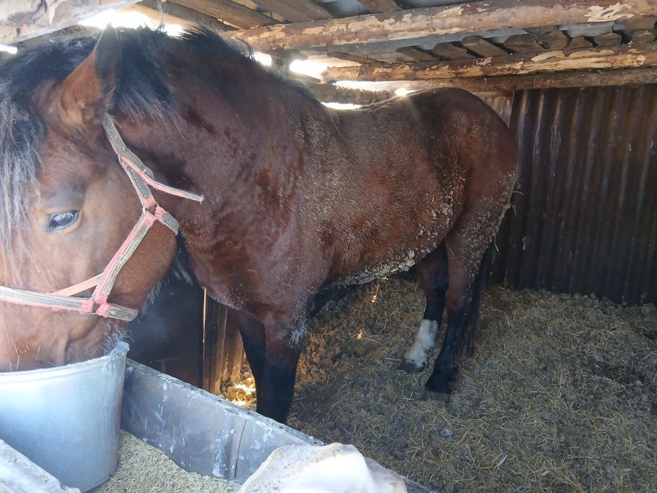 Продам жеребца 5