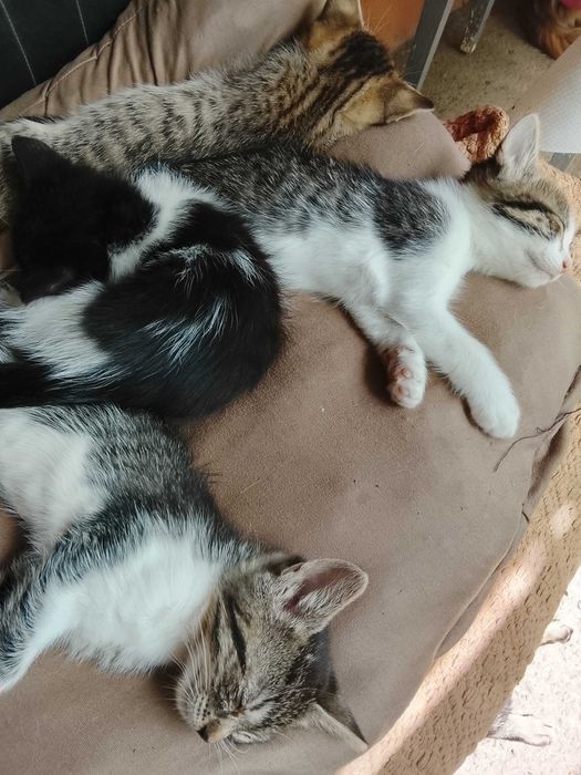 Donez pisicuțe,au aproape o lună sunt foarte jucăușe și cumintele