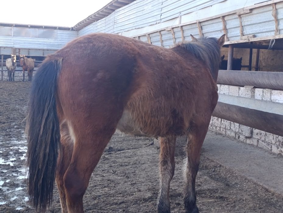 Продам жеребчика полторашку и кобылку